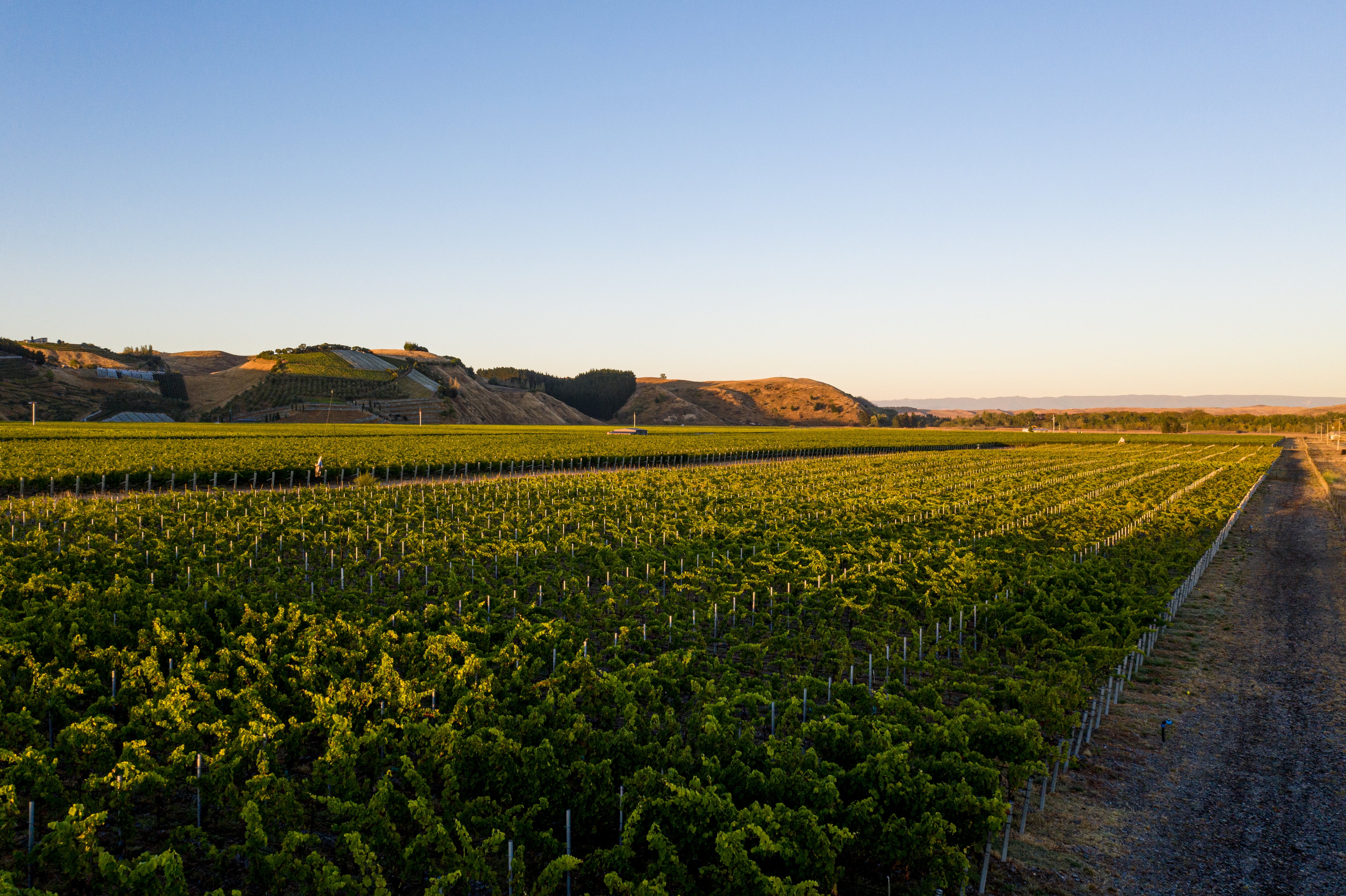 Omahu Vineyard, Hawke's Bay, New Zealand