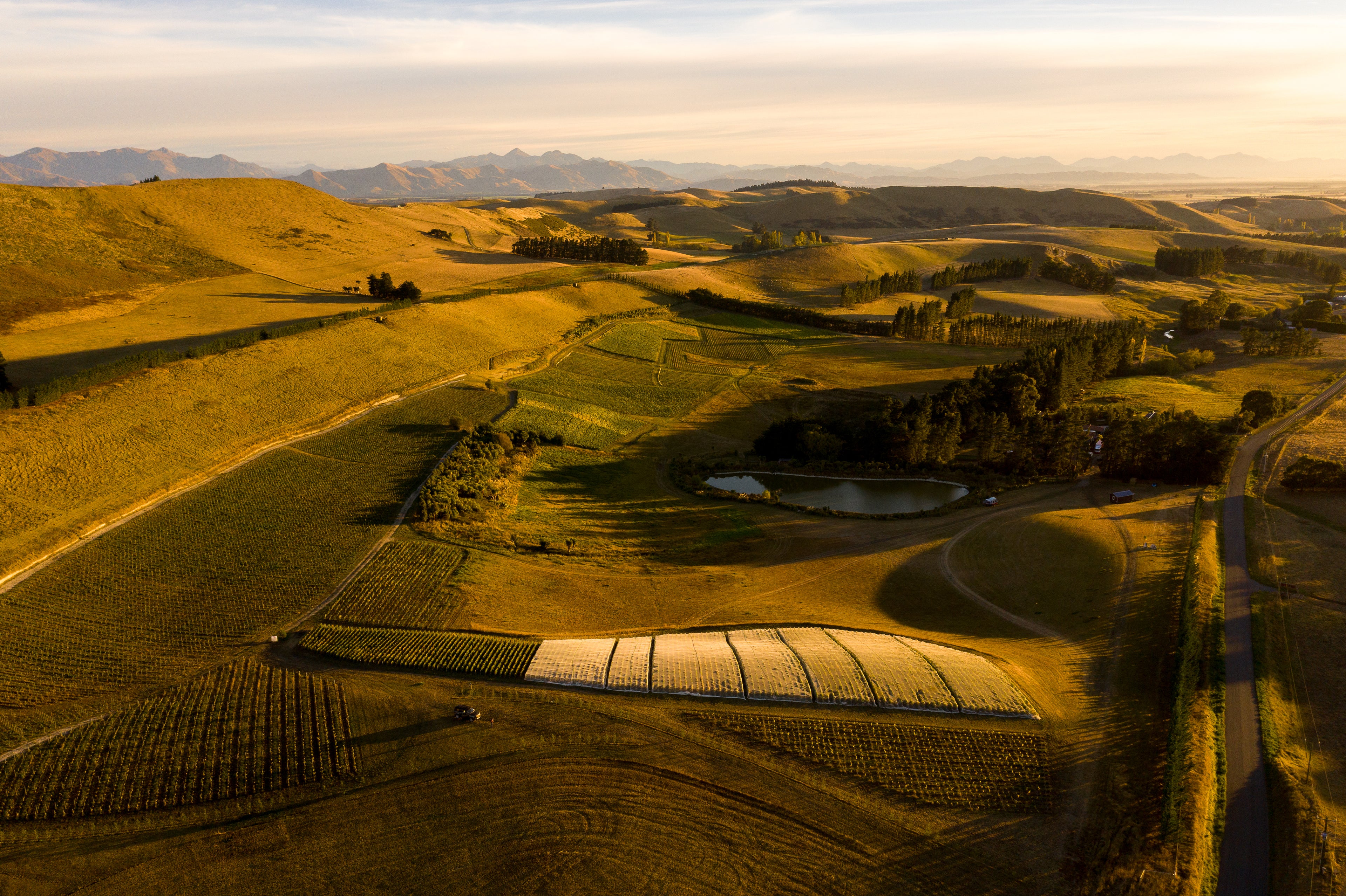 Waikari Vineyard, Pyramid Valley, North Canterbury, New Zealand